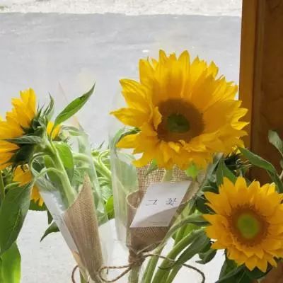 朵拉拯救水晶王国